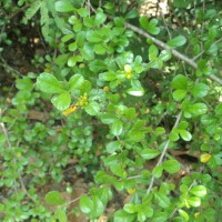 <i>Ehretia microphylla</i>  Lam.